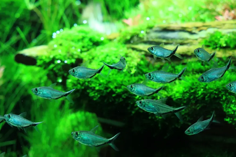 Final - The New Life of Old Stones